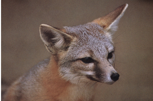 The inner surfaces of the kit foxs ears are covered with thick fur that hel - photo 8