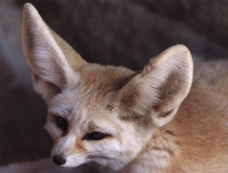 Fennec fox Kit fox in its zoo enclosure - photo 14