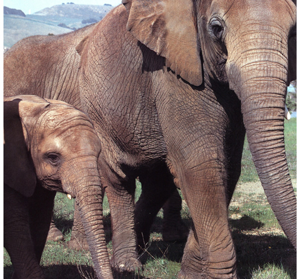 Flanked on either side by an adult elephant four-year-old Mailika ambles - photo 10