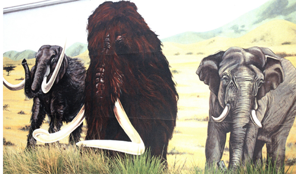 American mastodon left woolly mammoth center modern Asian male right - photo 16