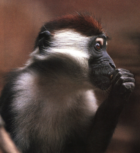 Monkey - photo 10