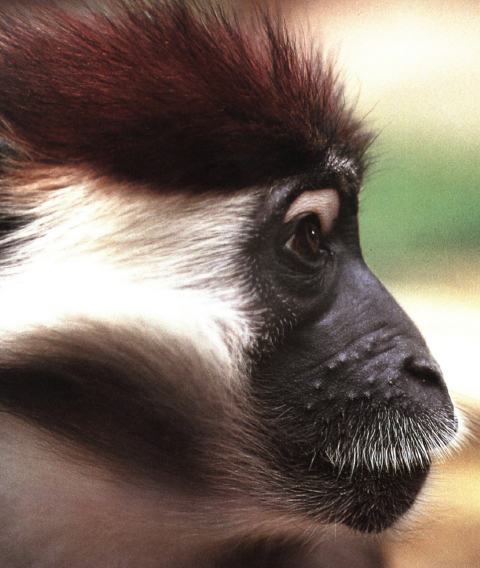 The scientific name for the red-crowned mangabey is Cercocebus torquatus - photo 18