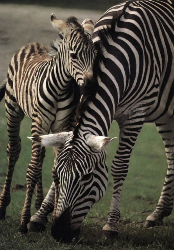 The tiny striped zebra struggled to stand on wobbly legs leaning on his - photo 8