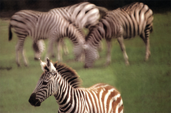 Far away in Africa thundering herds of wild zebras roam over the central - photo 10