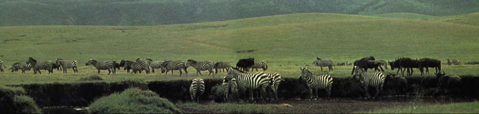 Zebras and wildebeests Ngorongoro Crater Tanzania Every day during the - photo 12