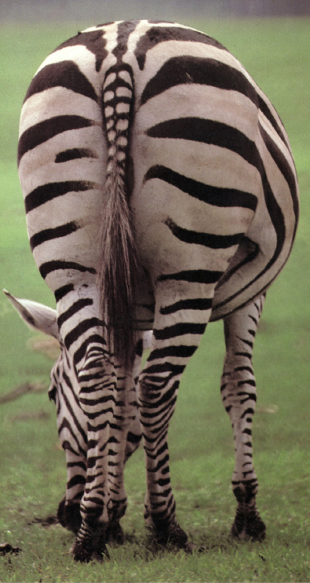 Grvys zebra is the largest of the three species It was named after the French - photo 14