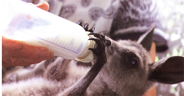 The wildlife service also issued them a permit to keep the baby kangaroo It is - photo 12