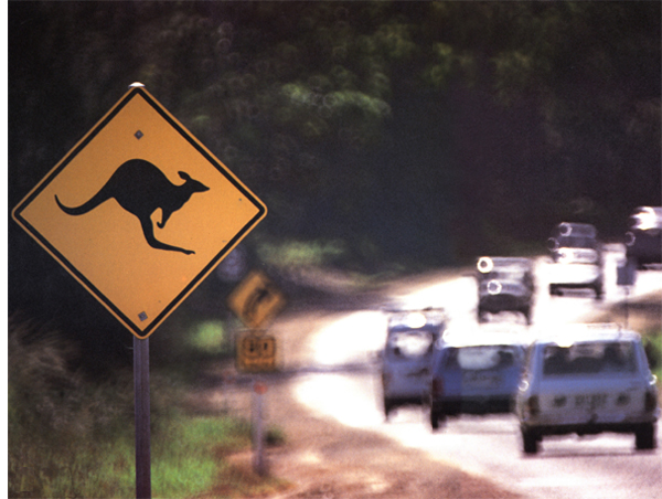 Every year many young kangaroos are orphaned In some cases their mothers are - photo 18