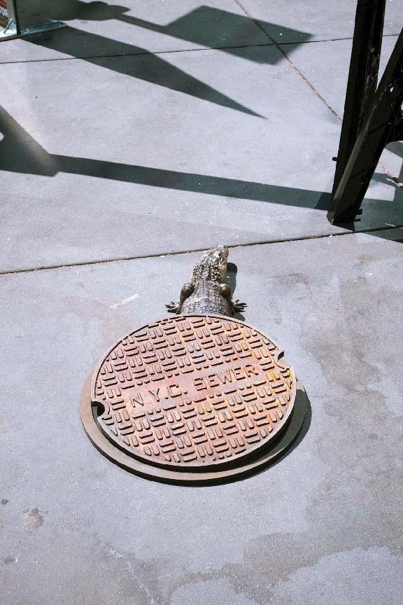 February 9 is Alligator in the Sewer Day to remember the discovery of an - photo 9