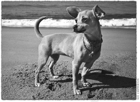 A young Gidget on the beach CHAPTER 1 Finding a Star Studio dogs know that - photo 3