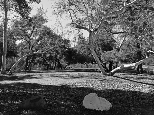 Sycamore tree in the approximate location where the Wind Sycamore once stood - photo 4