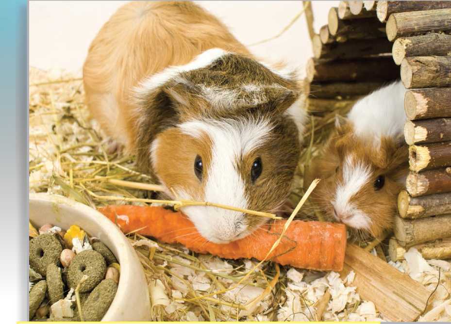 Pets like these guinea pigs are more than cute animals to cuddle There are so - photo 3