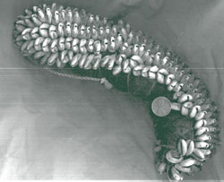 A bracelet of cowrie shells 118 BC China is the first to use paper money - photo 2