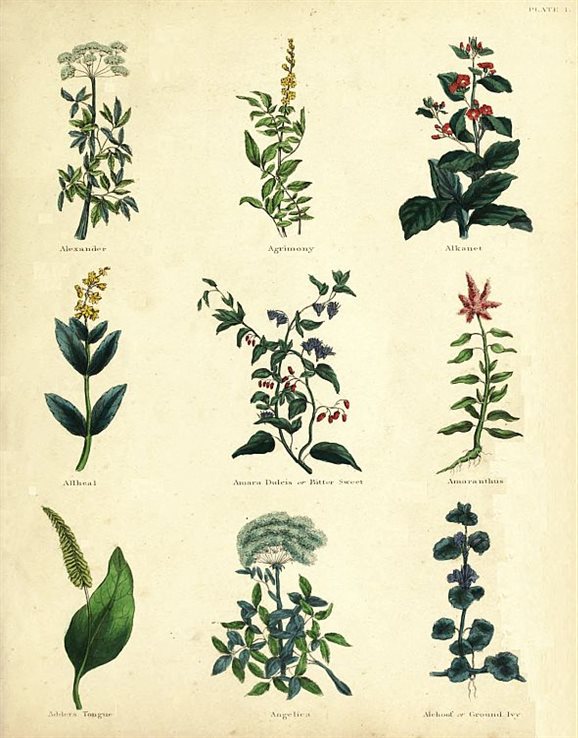 PLATE 1 Alexander Agrimony Alkanet Allheal Amara - photo 7