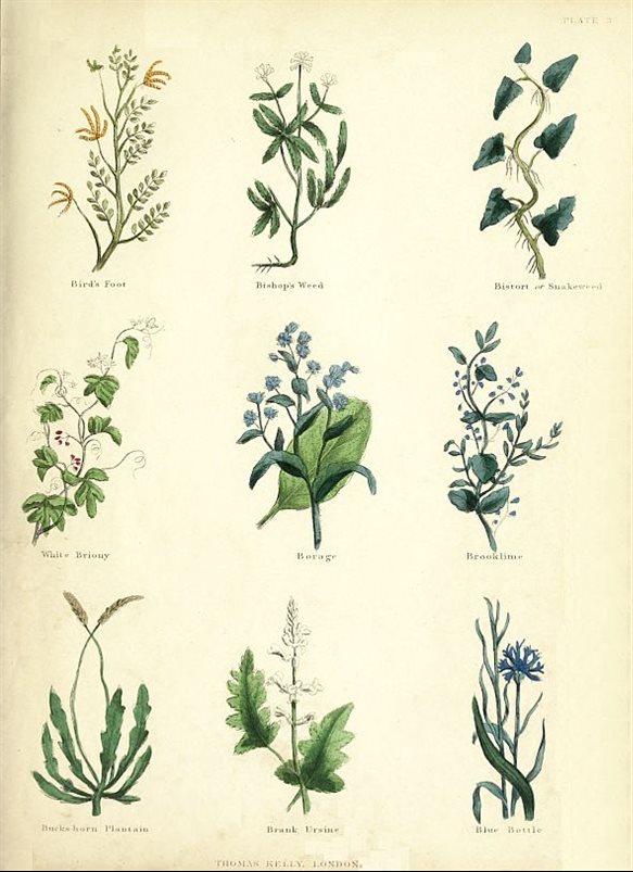 PLATE 3 Birds Foot Bishops Weed Bistort or Snakeweed White - photo 9