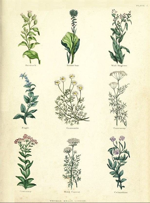 PLATE 4 Burdock Butter-bur Wall Bugloss Bugle Camomile - photo 10