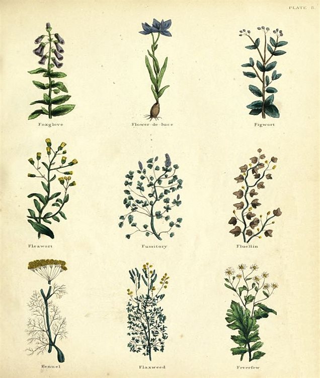 PLATE 8 Foxglove Flower-de-luce Figwort Fleawort - photo 14