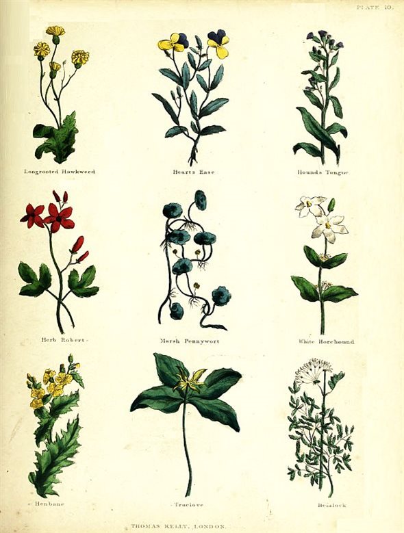 PLATE 10 Longrooted Hawkweed Hearts Ease Hounds Tongue - photo 16