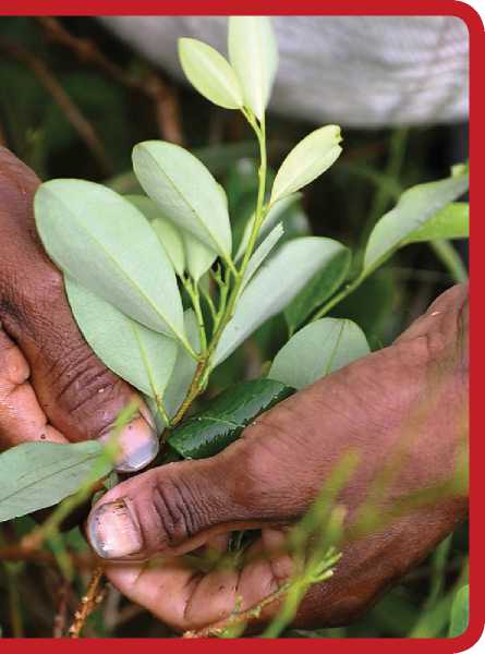 The coca leaf is long and oval It has played a huge part in South American - photo 5