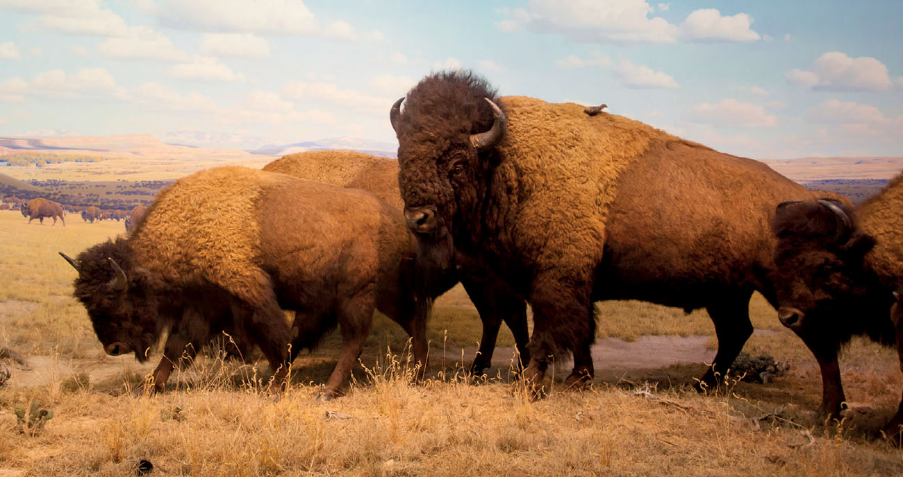 After leaving Independence settlers saw nothing but bison and treeless prairie - photo 9