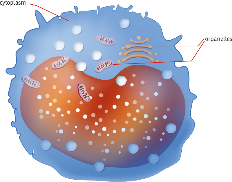 Monocytes are a type of white blood cell Blood cells are a type of animal - photo 8
