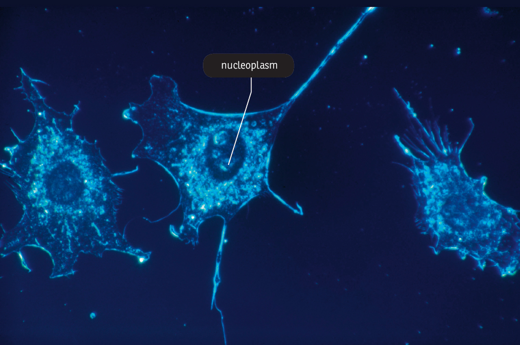 Nucleoplasm is also known as karyoplasm CHAPTER 3 Organelles Each organelle - photo 9