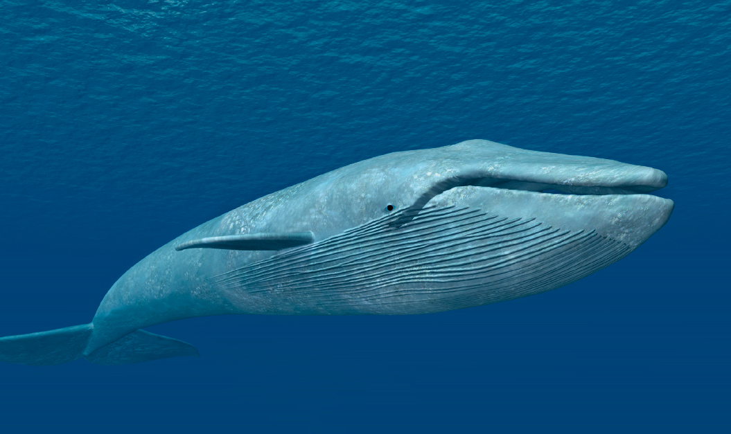 Blue whales have approximately 100 quadrillion cells A cell provides the basic - photo 4
