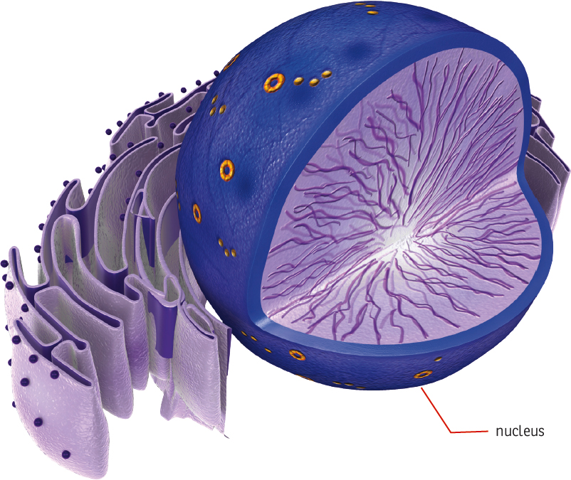 Cytoplasm Cytoplasm is a jellylike fluid that surrounds the nucleus It fills - photo 7