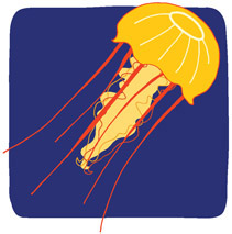 JELLYFISH 2 points Heres a fun fact about jellyfishthey do not have a brain - photo 2