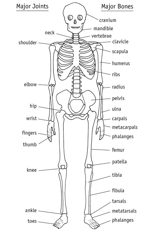 What Are Rheumatic Diseases More than 100 conditions are classified as - photo 3