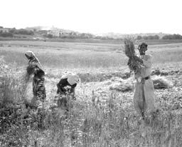 Farmers harvesting by hand LC-DIG-MATPC-14346LIBRARY OF CONGRESS When I was - photo 7