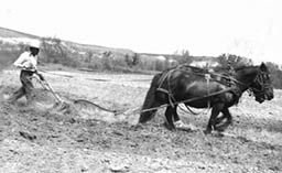 Before machines farmers used plows to break up the soil on their fields - photo 8