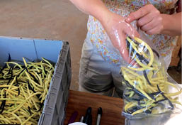 Workers picked these beans in the morning and customers will pick them up in - photo 6