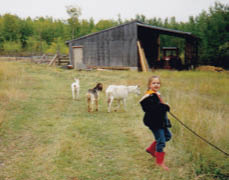 This is me herding our three goats and cow led by the rope up to the barn - photo 3