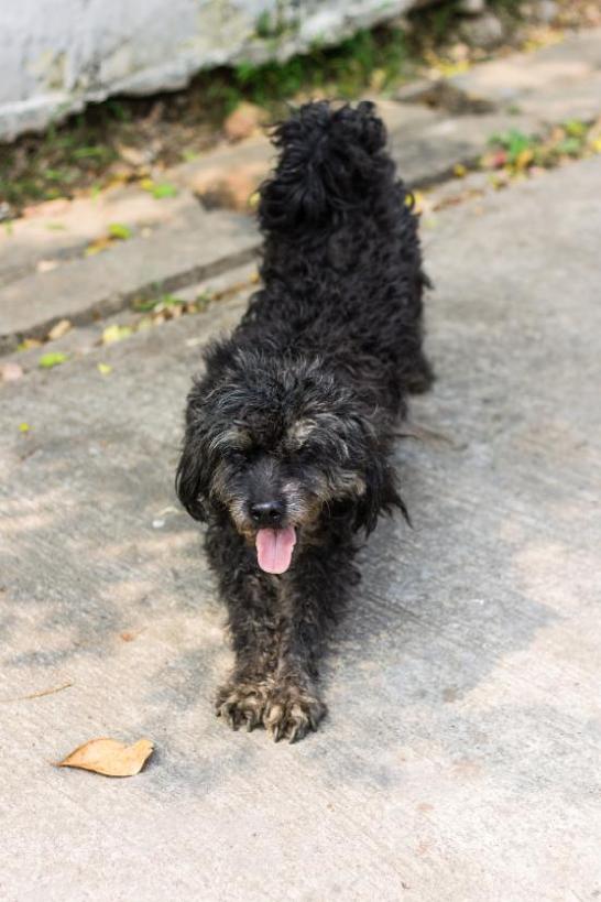 The Schnoodle may be a mix but he has all of the dignity poise and grace of - photo 2