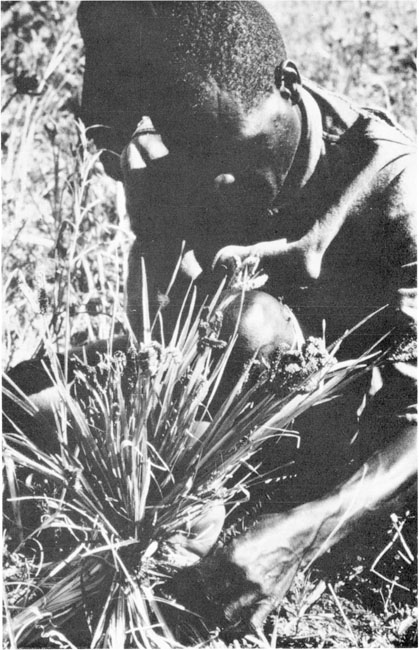 Headman cutting a special sheaf of millet which is reserved as seed for the - photo 2