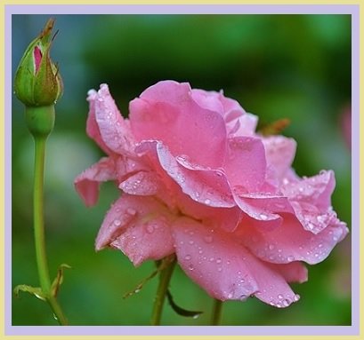 B Placing Flowers in Warm Water Helps to Open Tight Blooms flower heads If - photo 5