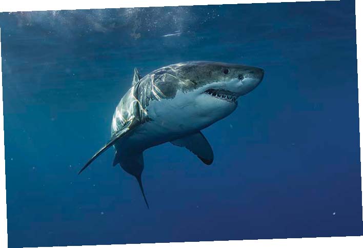 Great White SHARK ITS IMPORTANT TO REMEMBER THAT ALL ANIMALS EVEN THE CUTE - photo 3