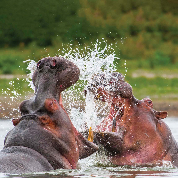 HIPPOS HAVE BEEN KNOWN TO KILL CROCODILES AND LIONS BRUTALBLACK RHINOS - photo 6