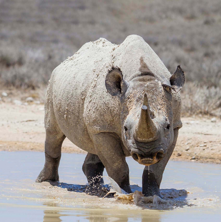 BLACK RHINOS HAVE TWO HORNS ON THEIR NOSE THE FRONT HORN IS THE LARGER OF THE - photo 8