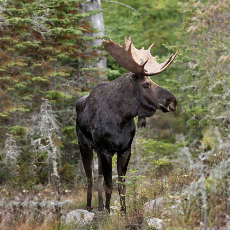 IF MOOSE THINK THEYRE IN DANGER THEY MAY CHASE YOU THEIR LONG LEGS CAN HELP - photo 9