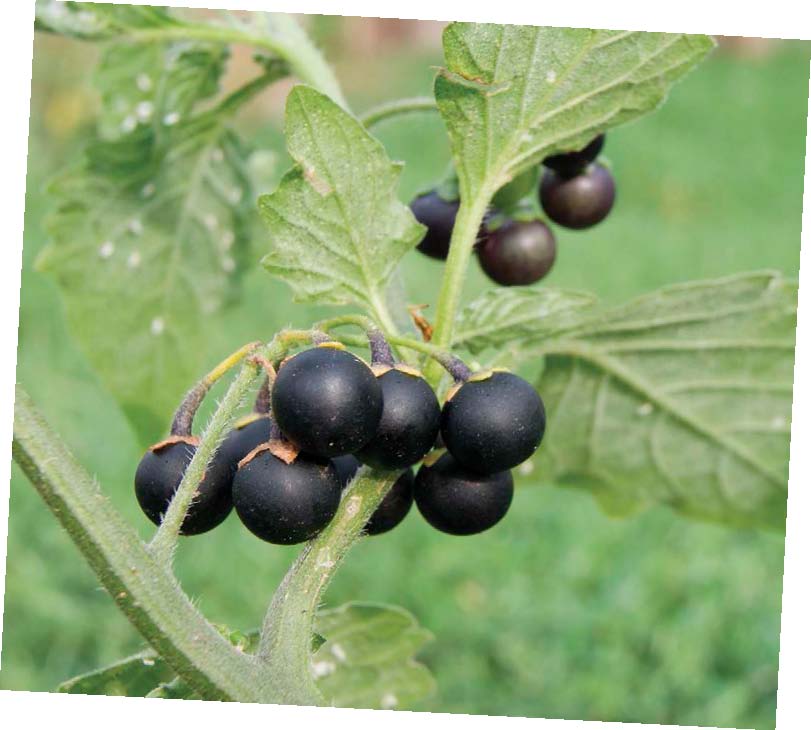 NIGHTSHADE BERRIES WICKEDWATER HEMLOCK Water hemlock is pretty and looks like - photo 6