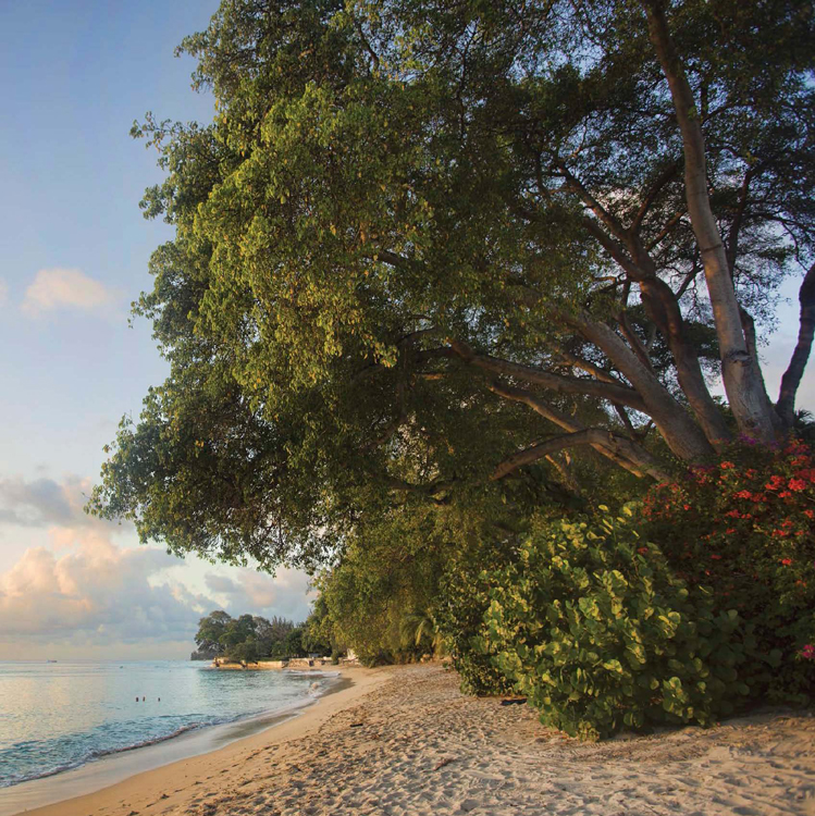 THE FRUIT OF THE MANCHINEEL TREE IS ALSO CALLED THE BEACH APPLE OR THE LITTLE - photo 8