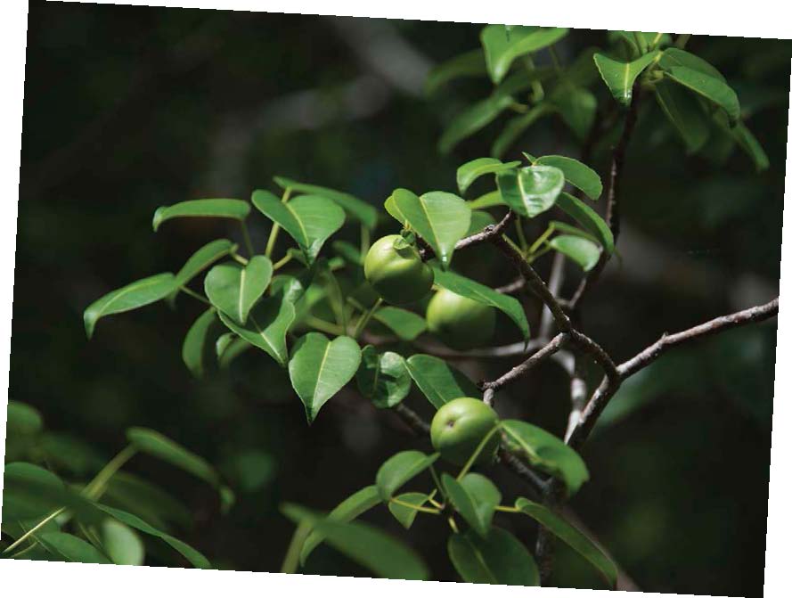 BEACH APPLES AWFULOLEANDER Oleander is a plant with beautiful flowers Its - photo 9