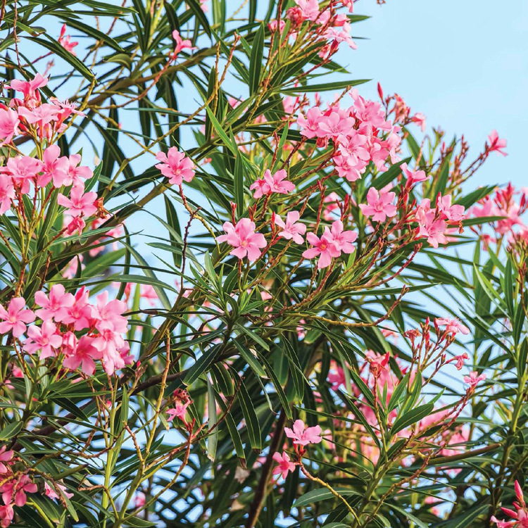 LUCKILY THE OLEANDER PLANT TASTES VERY BITTER ANYONE WHO TRIES TASTING IT - photo 10