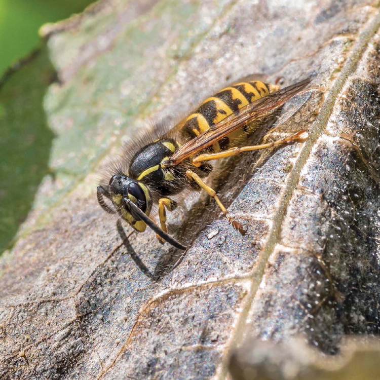 LETHAL INSECTS DONT ALWAYS LOOK SCARY BUT SOME OF THEM ARE AMONG THE DEADLIEST - photo 4