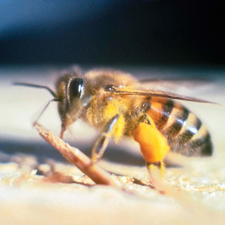 AFRICANIZED HONEYBEES CAN MOVE FAST THESE KILLER BEES FLY AROUND 15 MILES 24 - photo 5