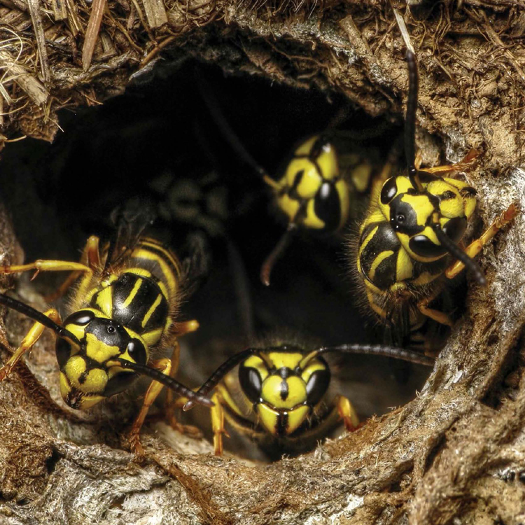 YELLOW JACKETS ARE A TYPE OF WASP THEY OFTEN MAKE NESTS FOR THEIR FAMILIES - photo 6