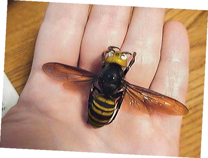 EACH YEAR AROUND 30 TO 50 PEOPLE IN JAPAN DIE FROM BEING STUNG BY ASIAN GIANT - photo 7