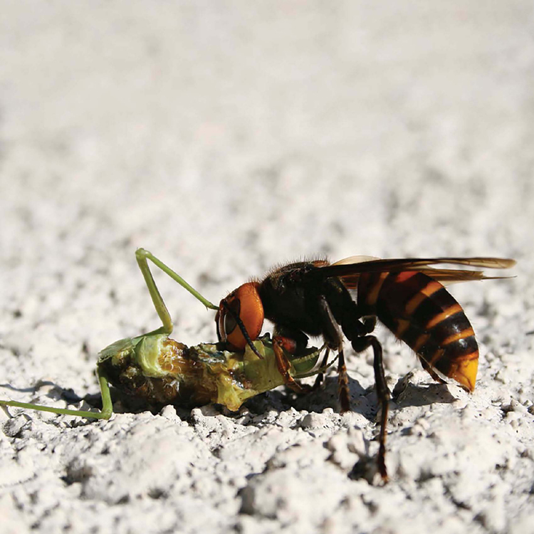 FIERCEFIRE ANTS You may have seen tiny ants in your kitchen looking for food - photo 8